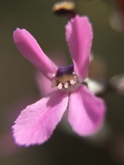 Stylidium araeophyllum