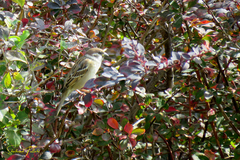 Passer montanus