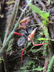 Manicocoris rufipes