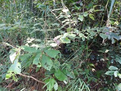 Callicarpa formosana