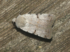 Chersotis margaritacea