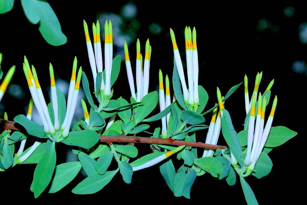 Natal Mistletoe