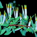 Agelanthus natalitius - Photo (c) tjeerd,  זכויות יוצרים חלקיות (CC BY-NC), הועלה על ידי tjeerd