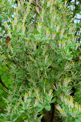 Agelanthus natalitius