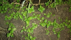 Mecardonia procumbens