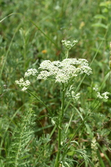 Aulacospermum anomalum