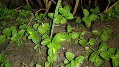 Mecardonia procumbens