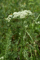 Aulacospermum anomalum