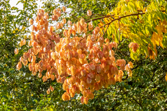 Koelreuteria paniculata