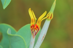 Agelanthus natalitius