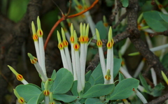 Agelanthus natalitius