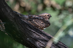 Chordeiles acutipennis