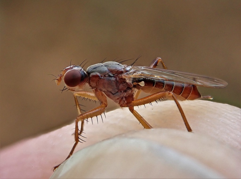 Norellia spinipes