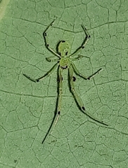 Chrysso viridiventris