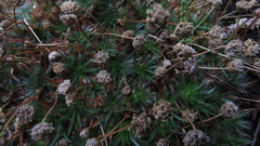 Paepalanthus dendroides