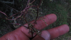 Valeriana laurifolia