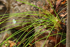 Coleochloa setifera setifera