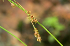 Coleochloa setifera setifera