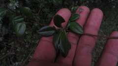 Valeriana laurifolia