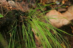Coleochloa setifera setifera