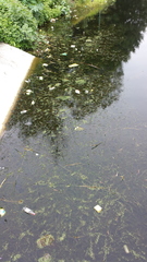 Hydrocharitaceae