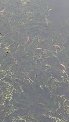 Hydrocharitaceae