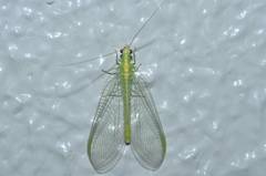 Chrysopa pallens-group