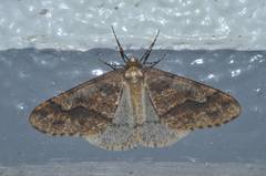 Erannis gigantea