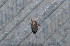 Dentatissus damnosus