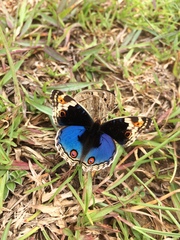 Junonia orithya orithya
