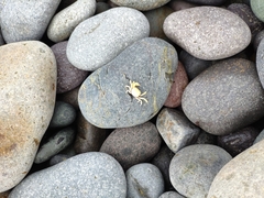 Pinnotherelia laevigata