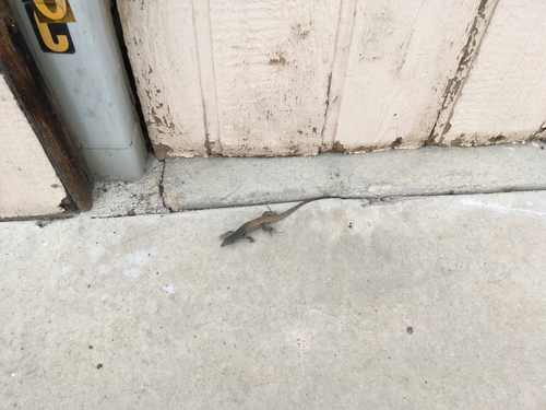iNaturalist observation photo of Western Whiptail