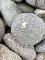 Pinnotherelia laevigata