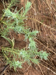 Euryops laxus