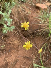 Euryops laxus