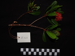 Lumnitzera littorea