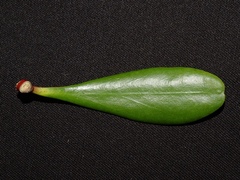 Lumnitzera littorea