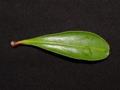Lumnitzera littorea