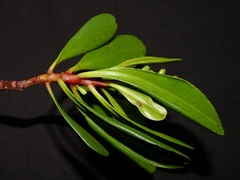 Lumnitzera littorea