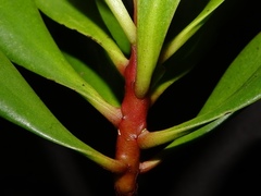Lumnitzera littorea