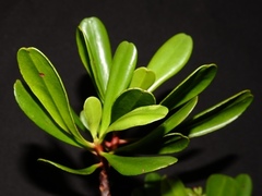 Lumnitzera littorea