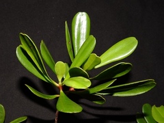 Lumnitzera littorea