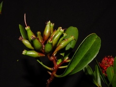 Lumnitzera littorea