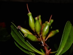 Lumnitzera littorea