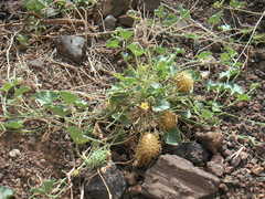 Cucumis prophetarum