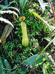 Nepenthes distillatoria