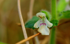 Stachys natalensis