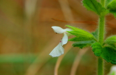 Stachys natalensis