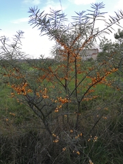 Hippophae