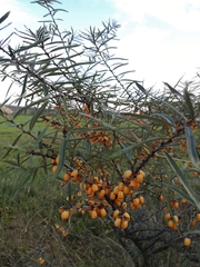 Hippophae